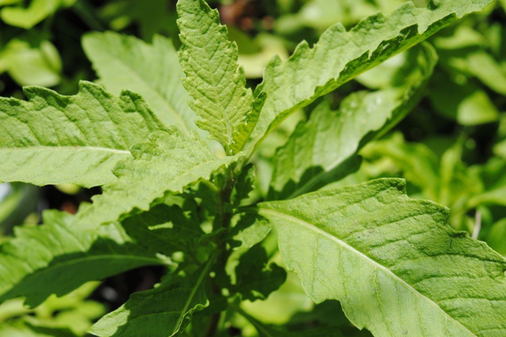 Com apenas 2 folhas dessa planta, voce tem uma verdadeira mina de ouro